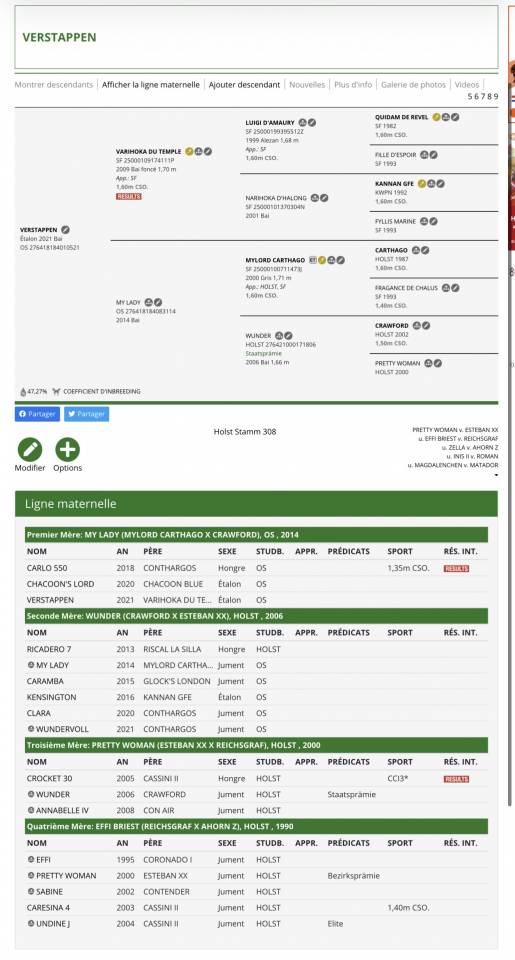 Caballo entero Oldenburgués En venta 2021 Bayo