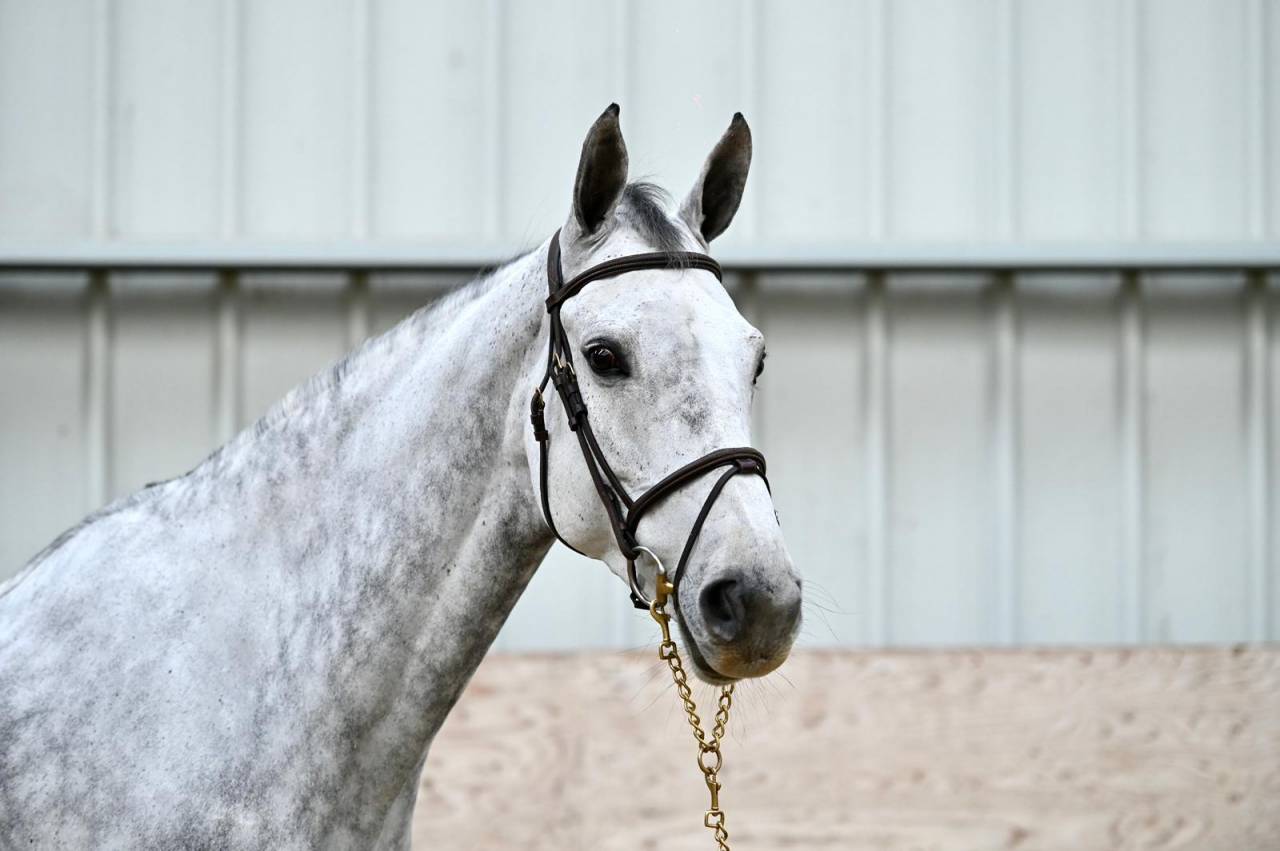 Yegua Zangersheide En venta 2018 Tordo por Baloussini