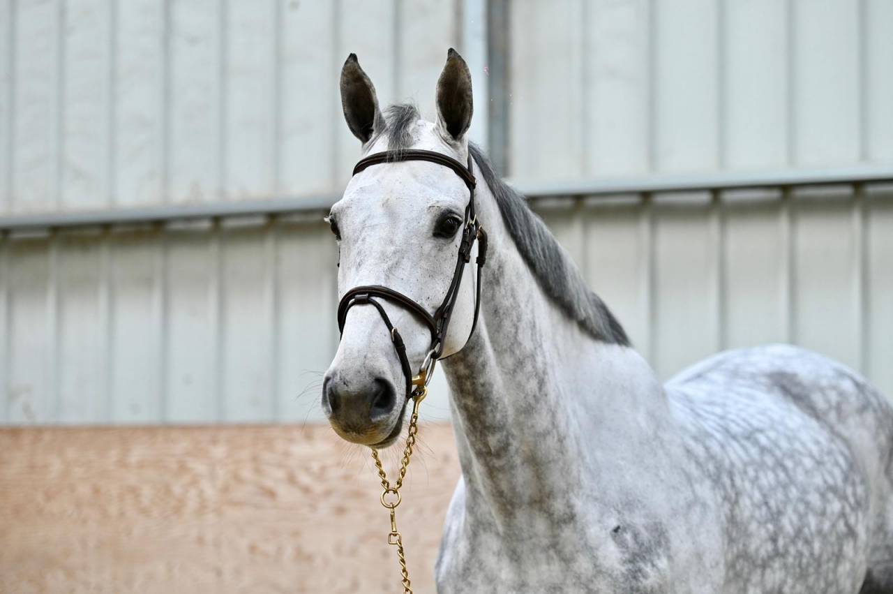 Yegua Zangersheide En venta 2018 Tordo por Baloussini