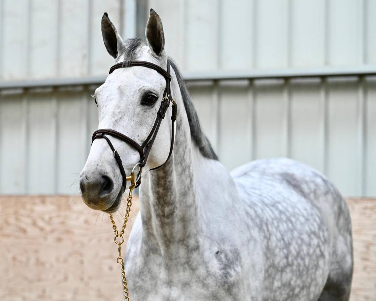 Yegua Zangersheide En venta 2018 Tordo por Baloussini