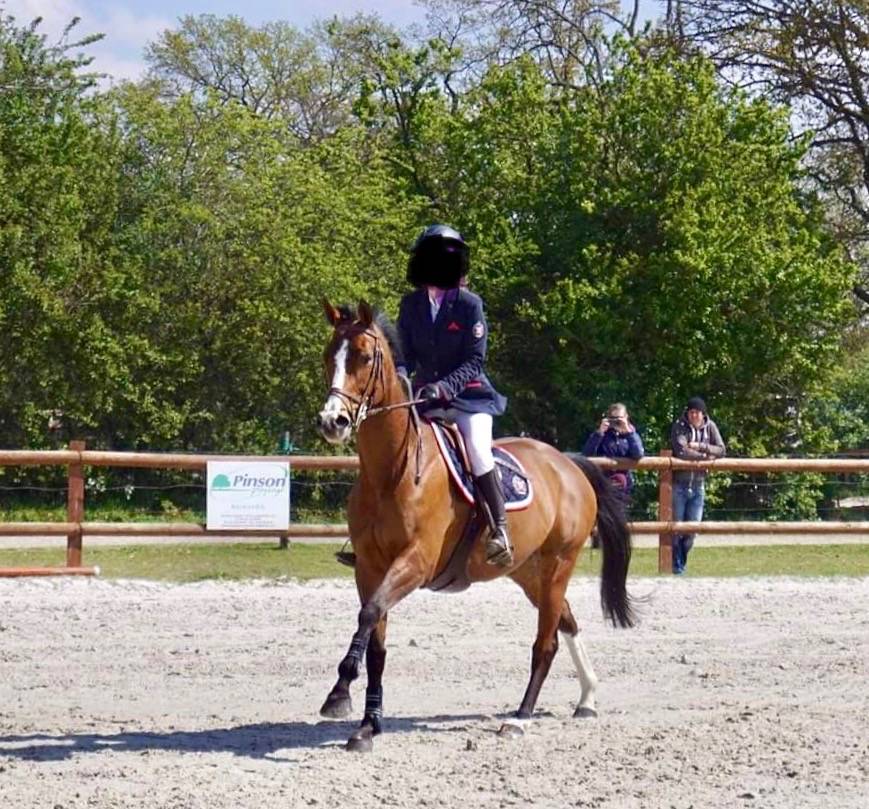 Yegua Silla Francés En venta 2011 Bayo por OKE DU ROZEL