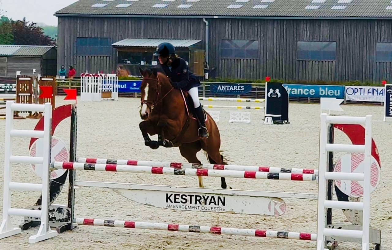 Yegua Silla Francés En venta 2011 Bayo por OKE DU ROZEL