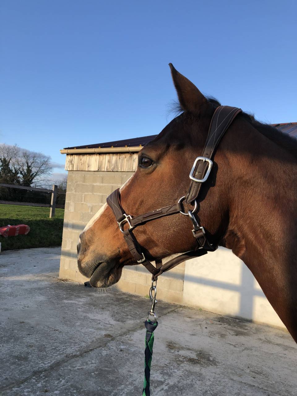 Yegua Silla Francés En venta 2011 Bayo por OKE DU ROZEL