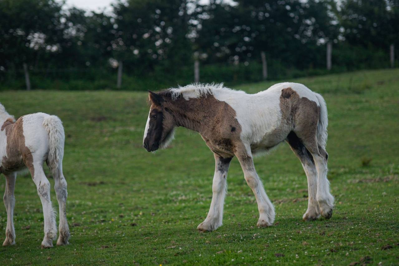 Potranca Gypsy Cob En venta 2025 Pío