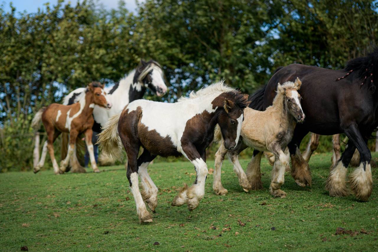 Potranca Gypsy Cob En venta 2025 Pío