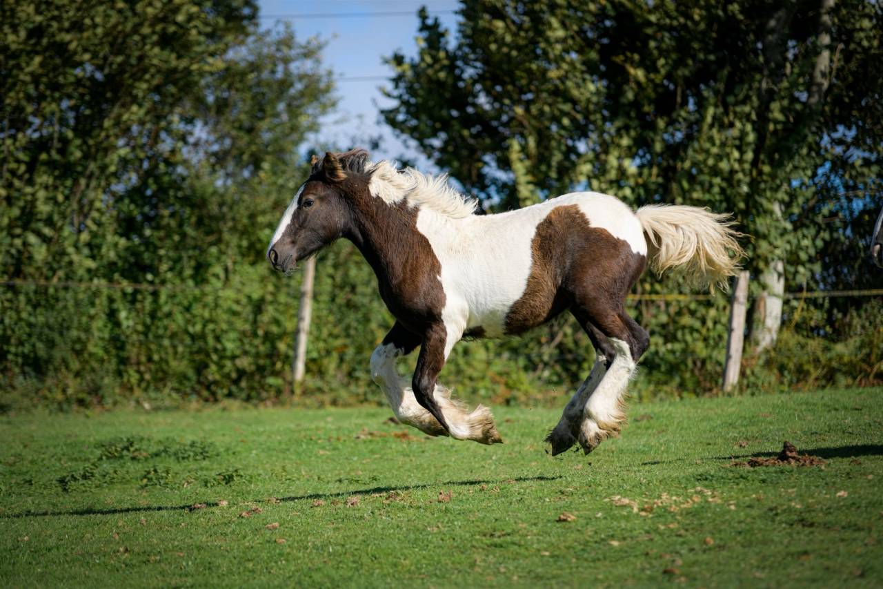 Potranca Gypsy Cob En venta 2025 Pío