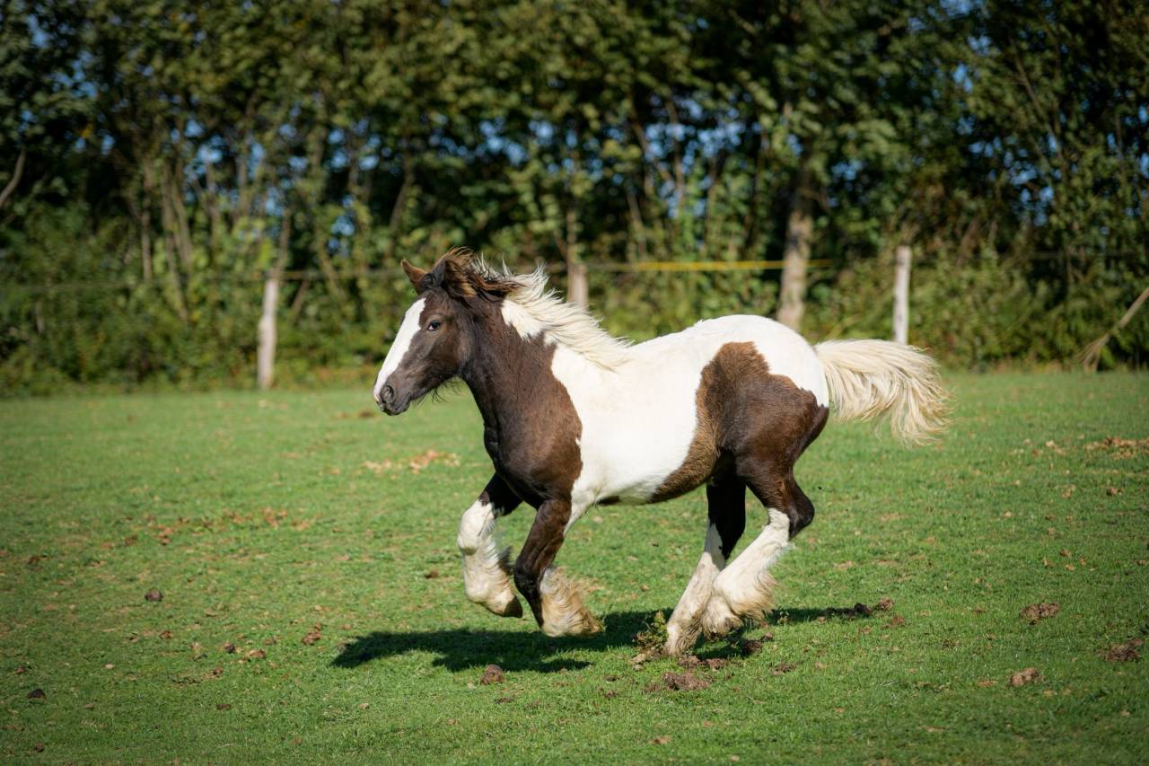 Potranca Gypsy Cob En venta 2025 Pío