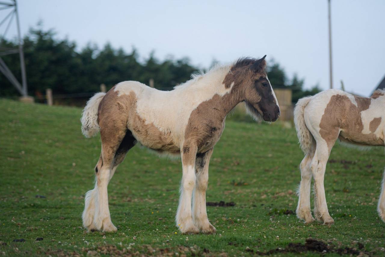 Potranca Gypsy Cob En venta 2025 Pío