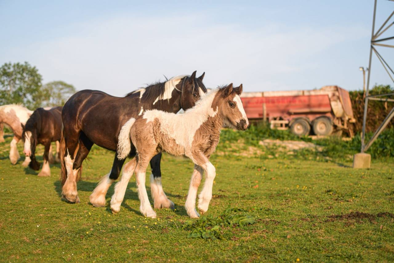 Potranca Gypsy Cob En venta 2025 Pío