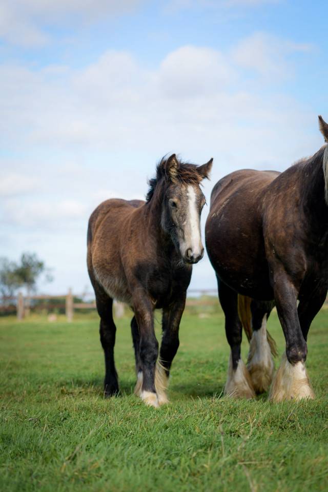 Potranca Gypsy Cob En venta 2025 Isabelo