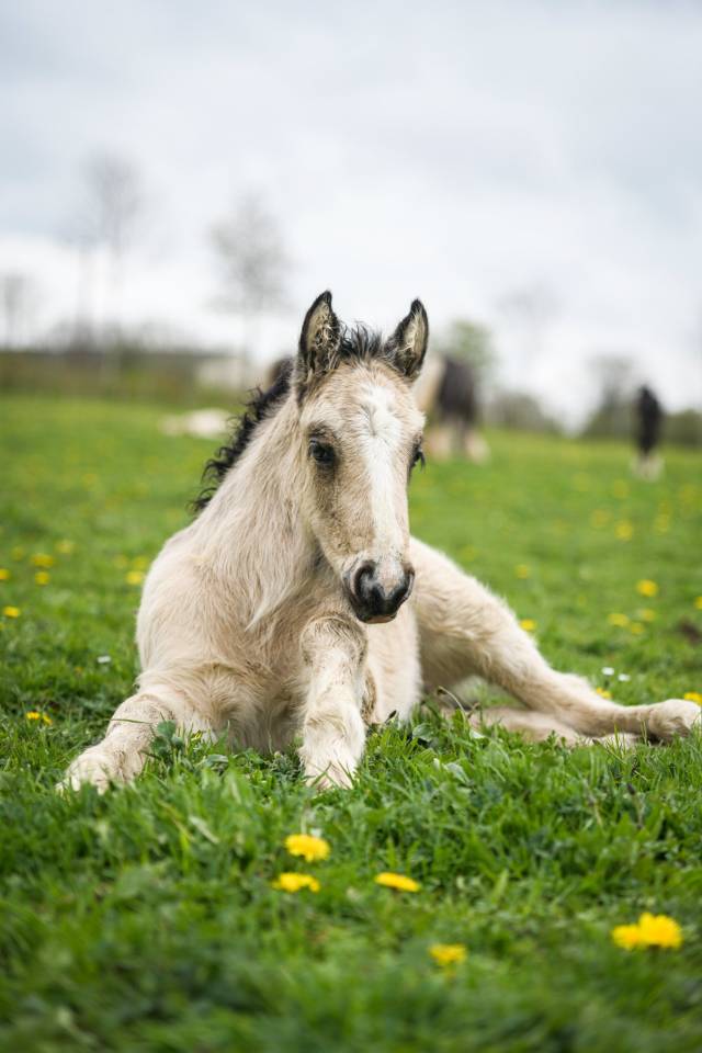 Potranca Gypsy Cob En venta 2025 Isabelo