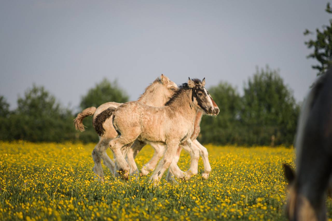 Potranca Gypsy Cob En venta 2025 Isabelo