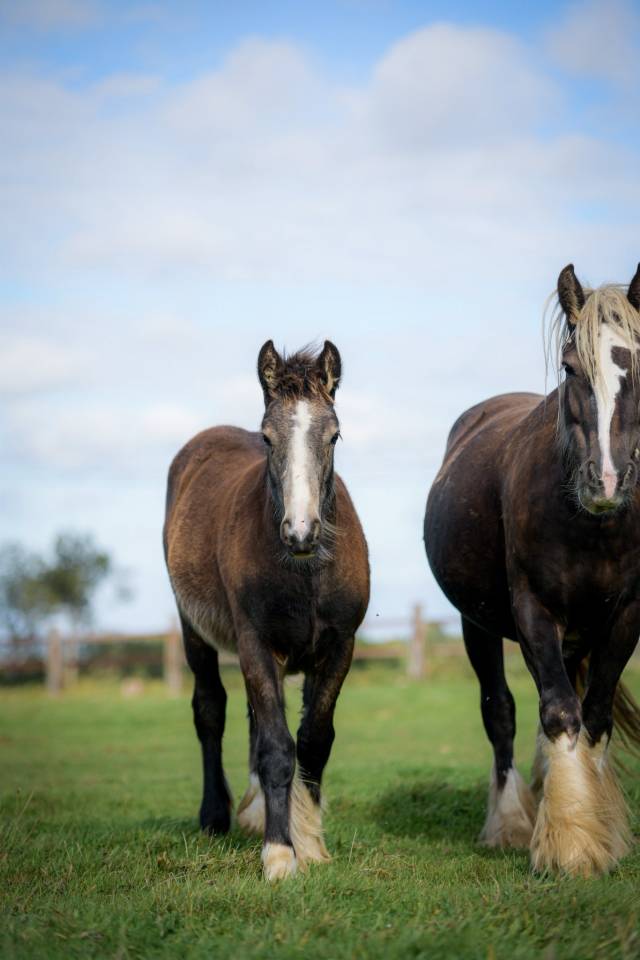 Potranca Gypsy Cob En venta 2025 Isabelo