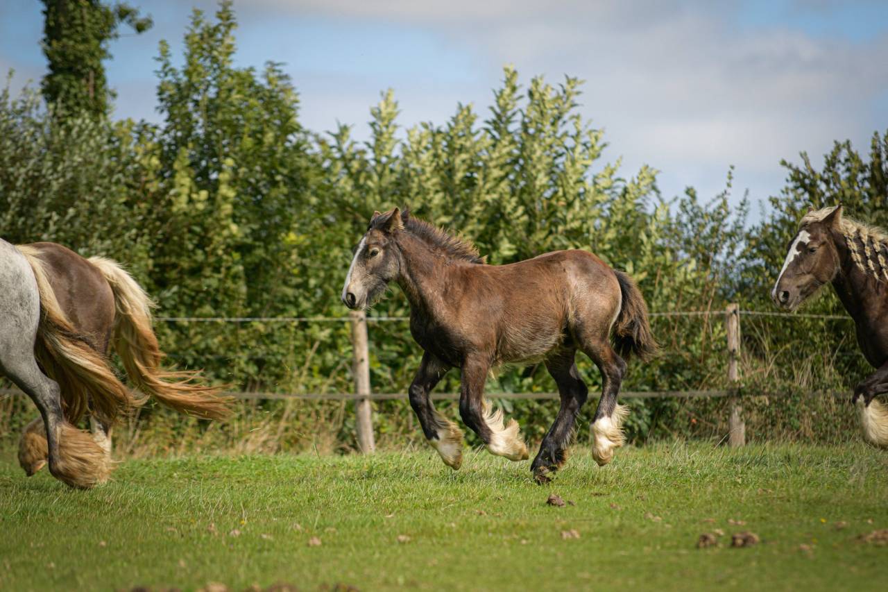 Potranca Gypsy Cob En venta 2025 Isabelo