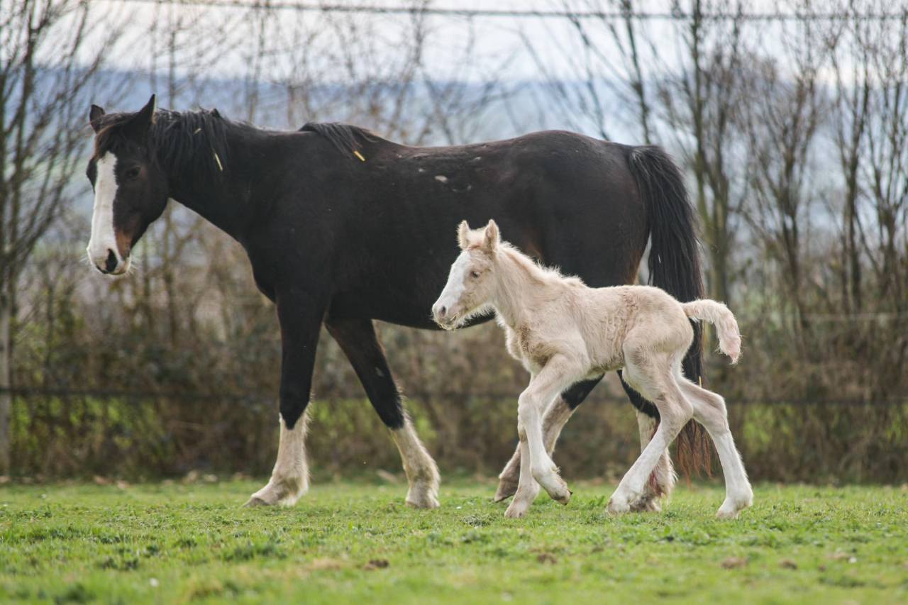 Potranca Gypsy Cob En venta 2025 Palomino