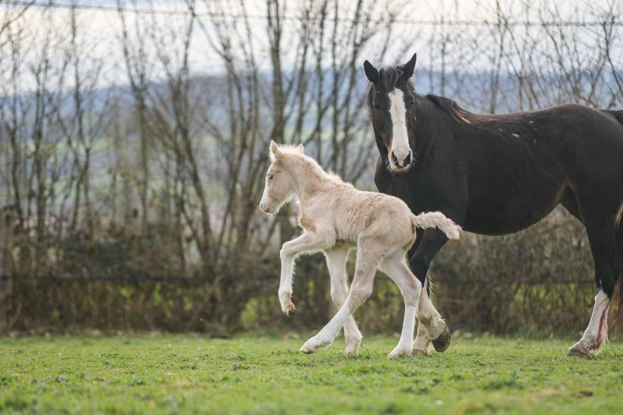 Potranca Gypsy Cob En venta 2025 Palomino