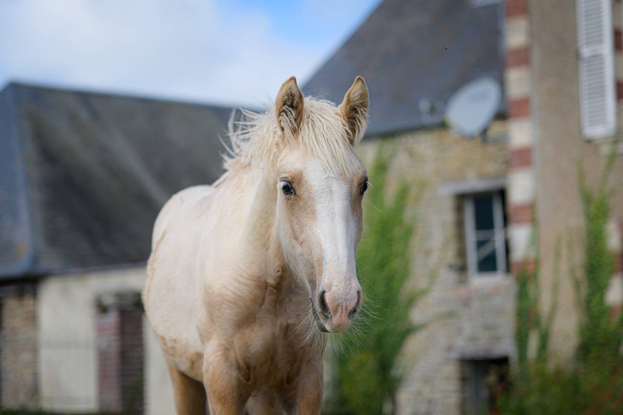 Potranca Gypsy Cob En venta 2025 Palomino