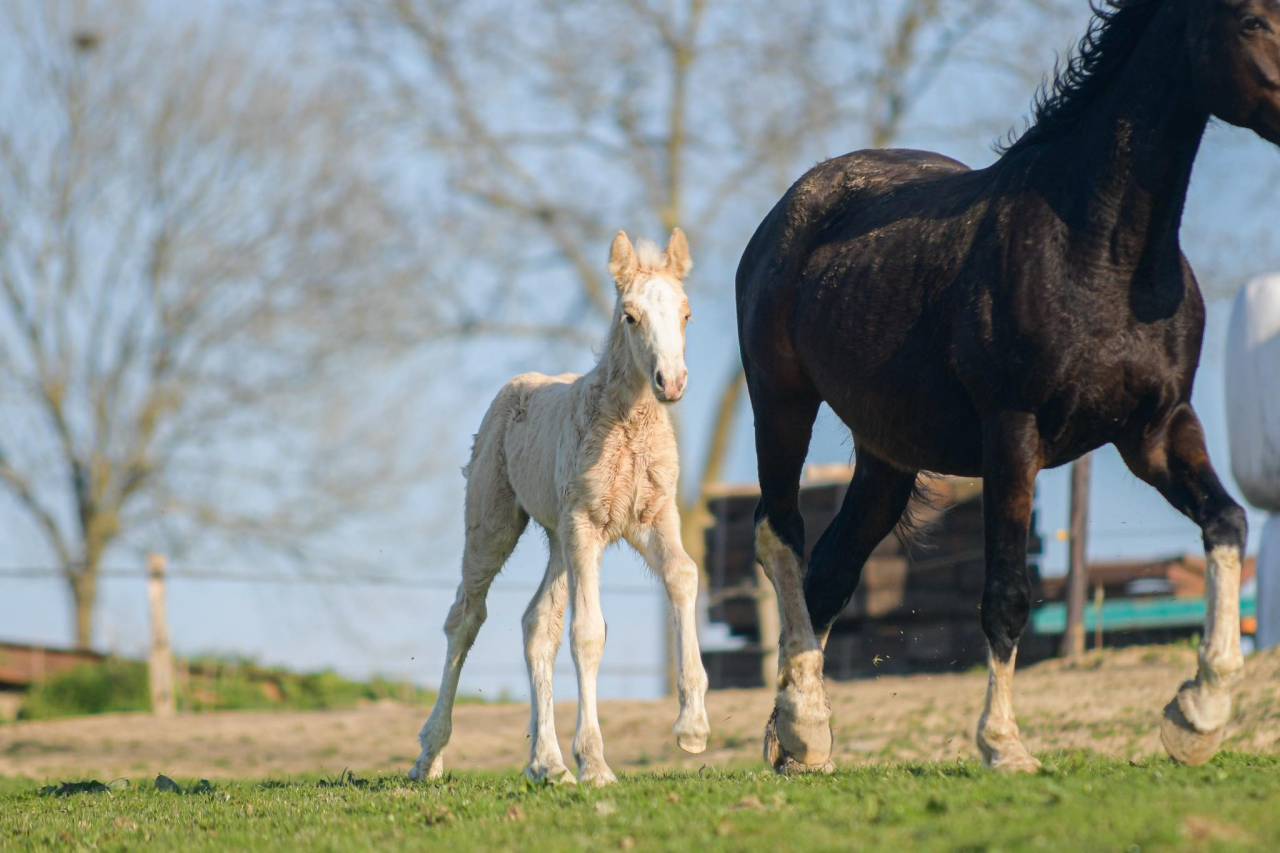 Potranca Gypsy Cob En venta 2025 Palomino