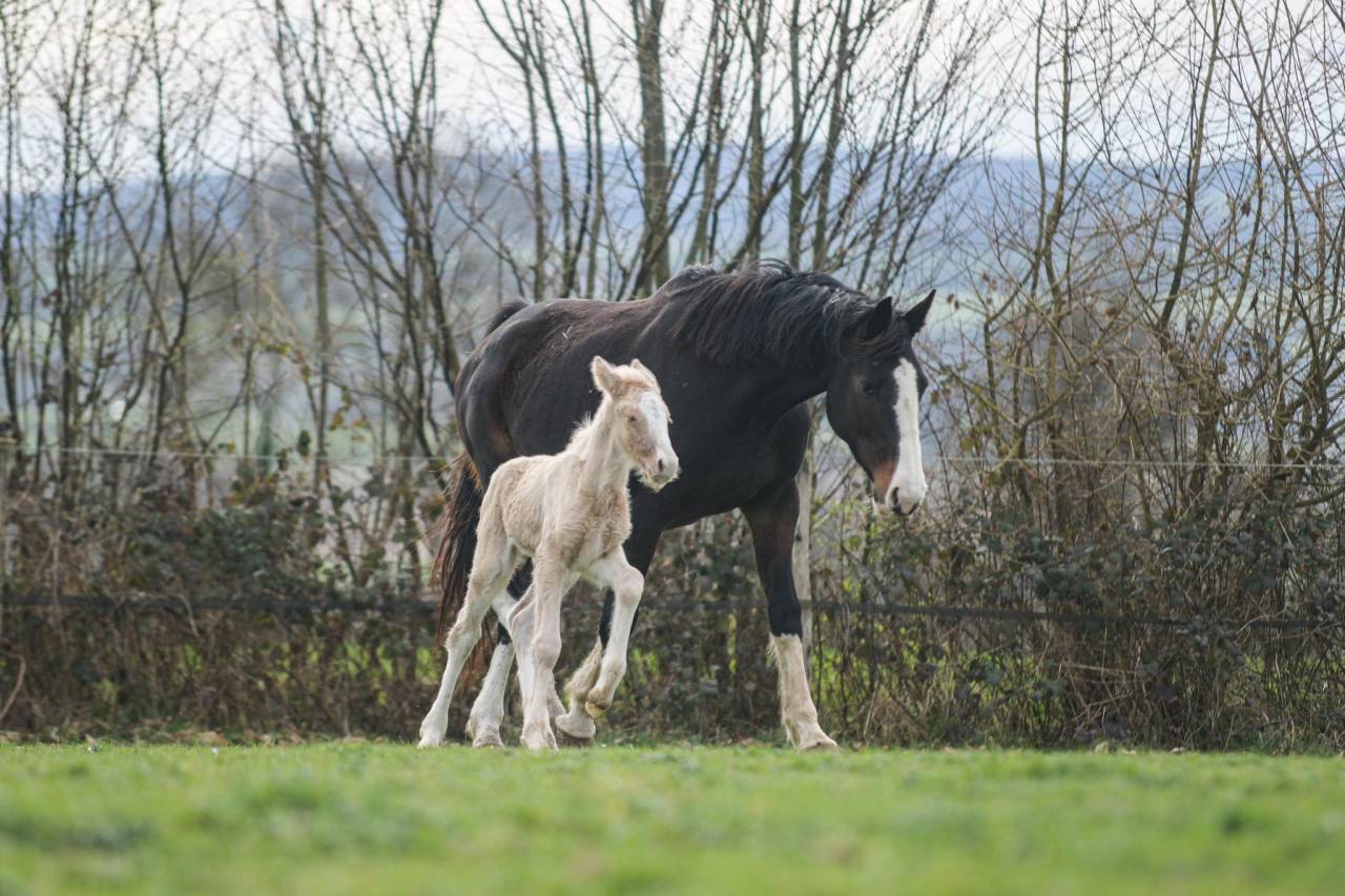 Potranca Gypsy Cob En venta 2025 Palomino