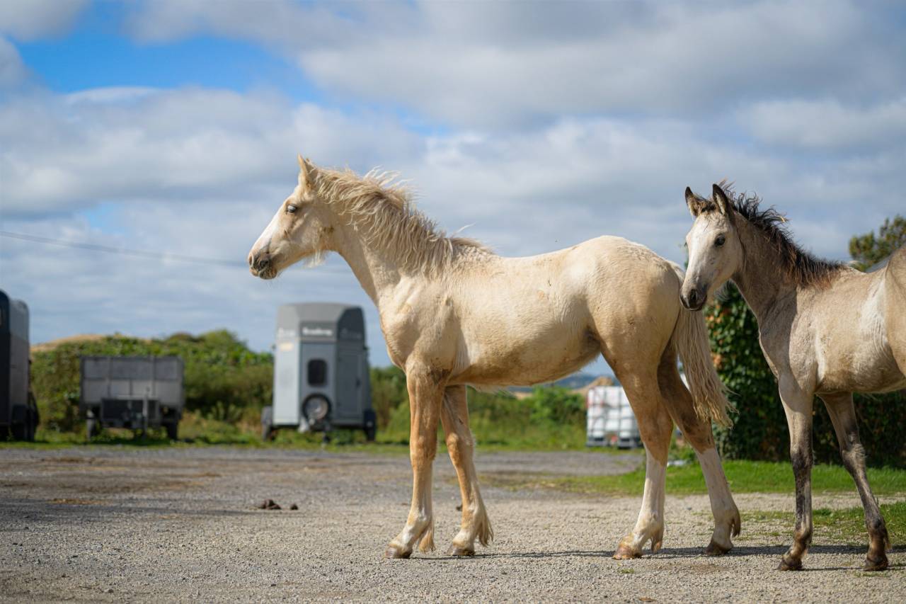 Potranca Gypsy Cob En venta 2025 Palomino