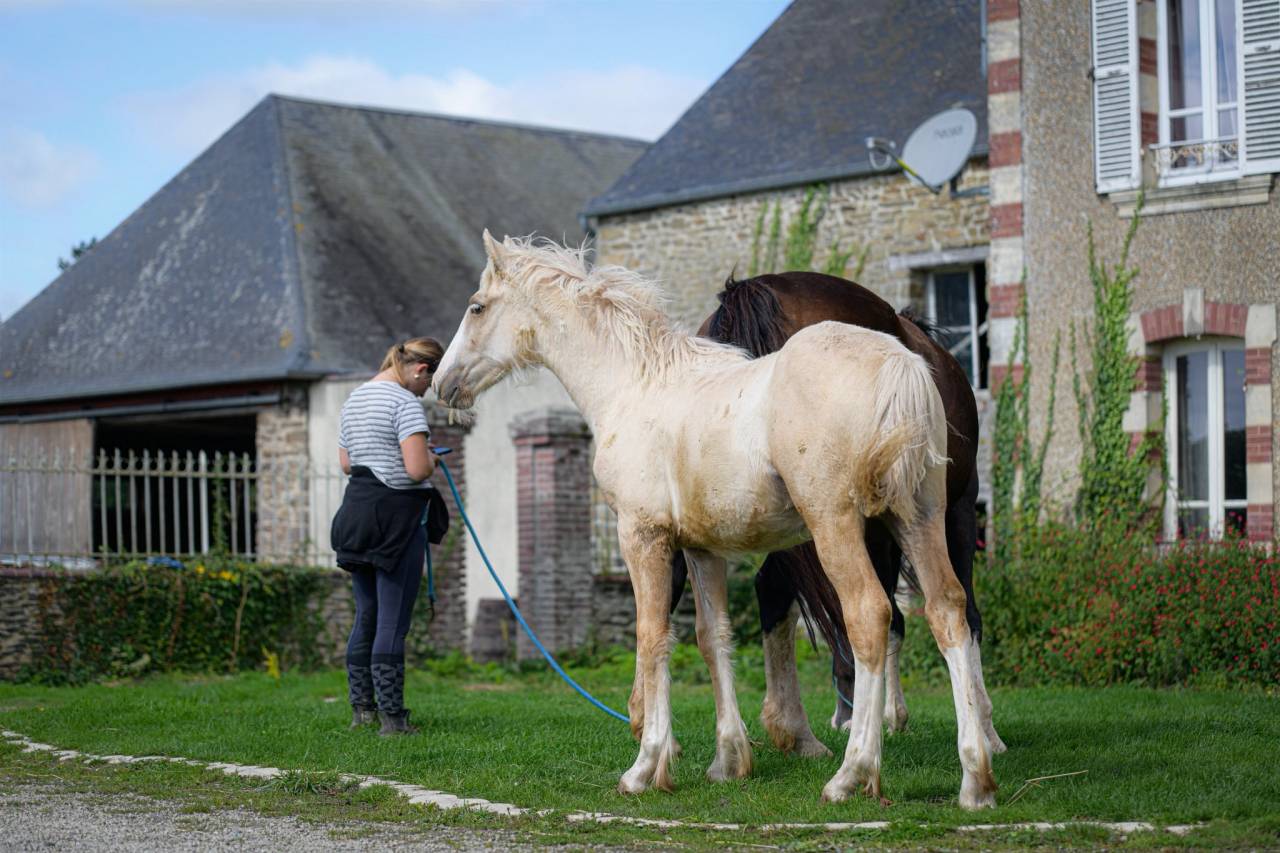 Potranca Gypsy Cob En venta 2025 Palomino