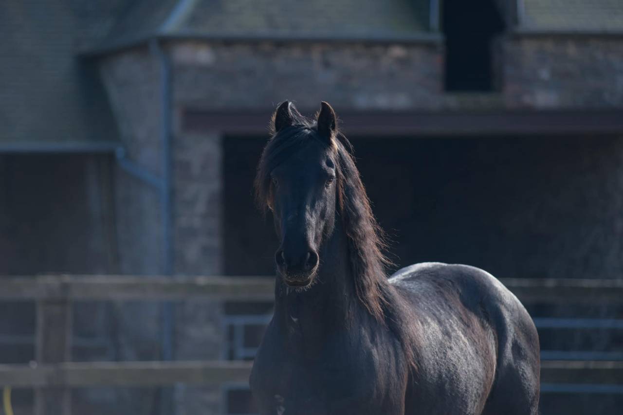 Elite de Gioux  - Arabo Frisón 2018