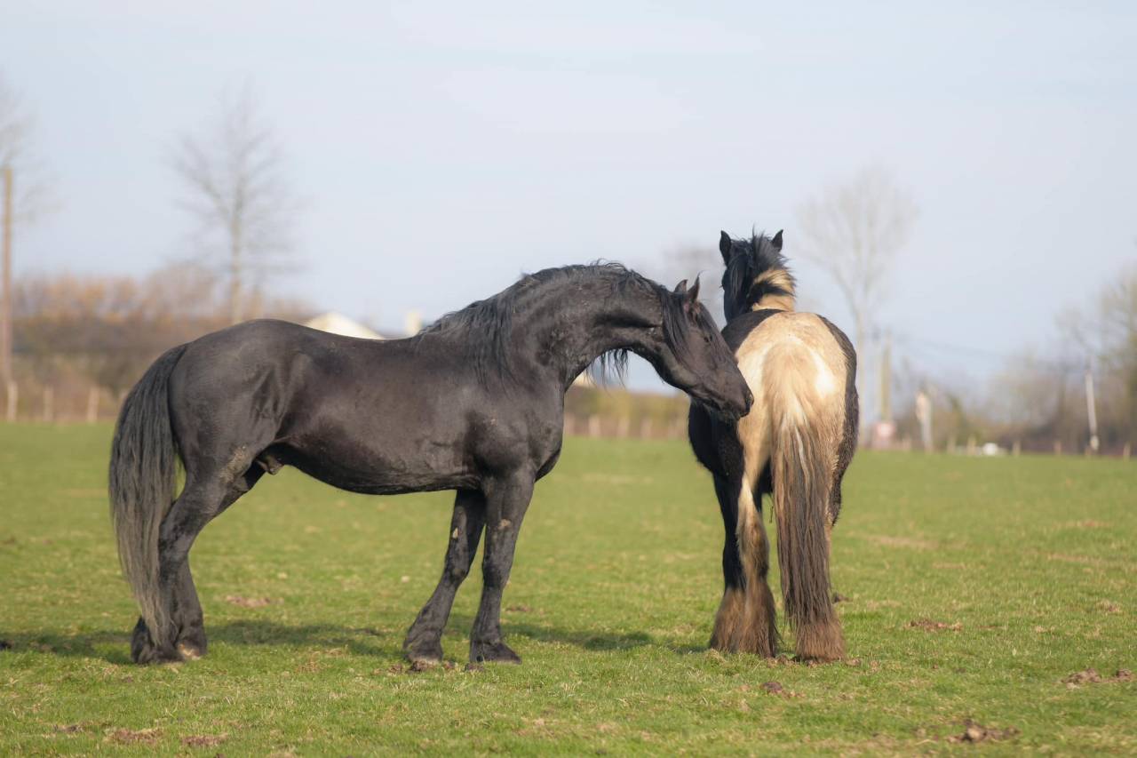 Elite de Gioux  - Arabo Frisón 2018