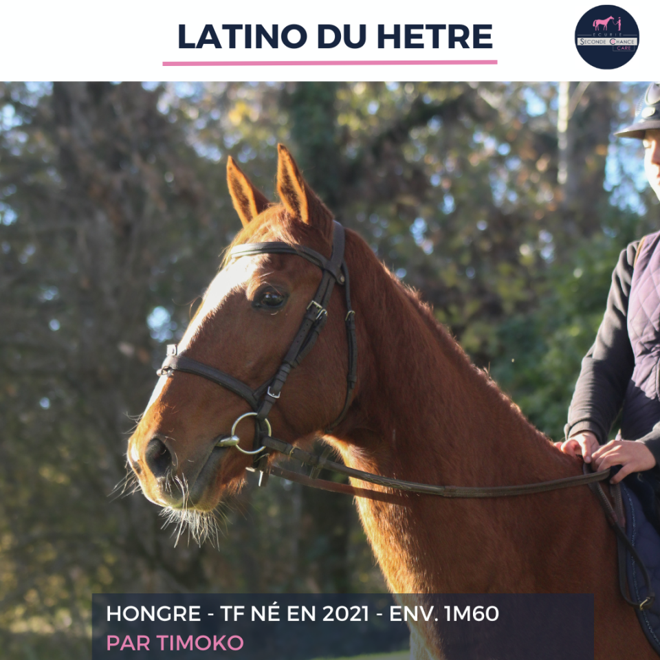 Caballo castrado Trotón Francés En venta 2021 Alazán
