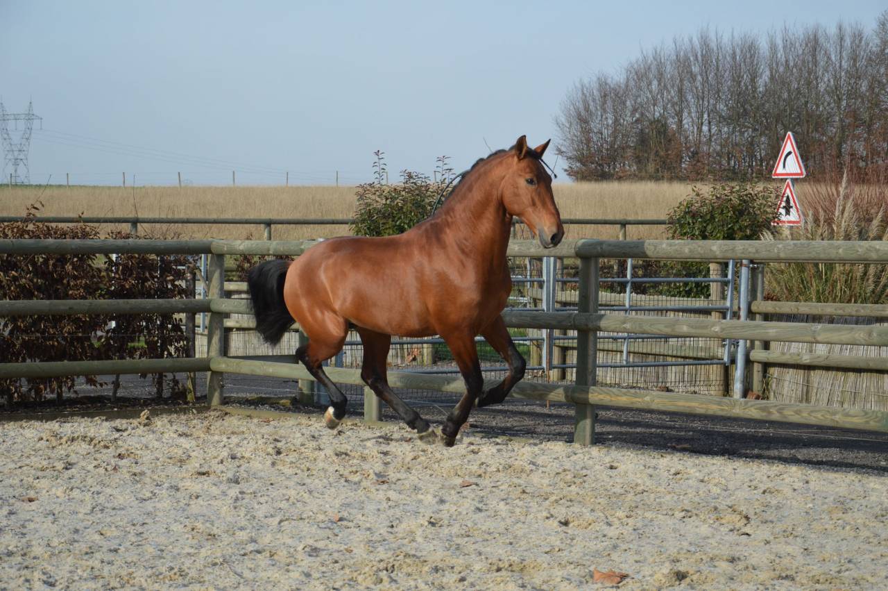 Caballo entero PRE Pura Raza Española En venta 2019 Bayo