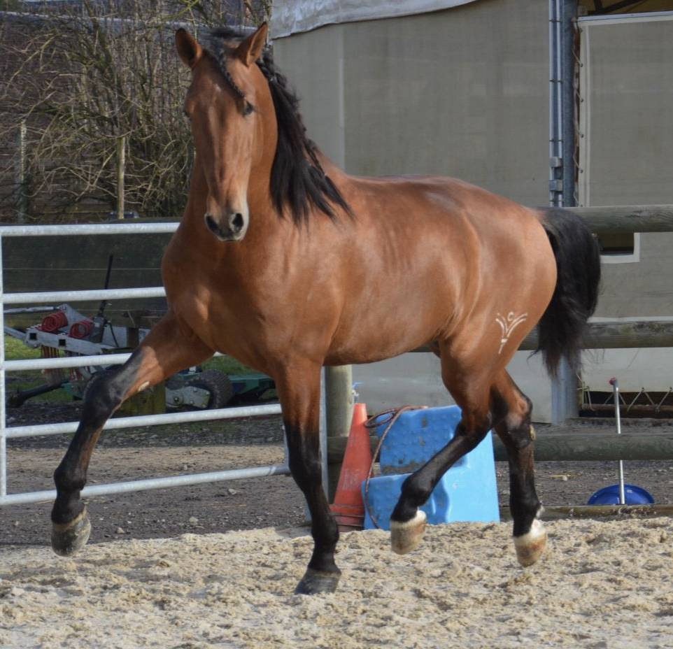 Caballo entero PRE Pura Raza Española En venta 2019 Bayo