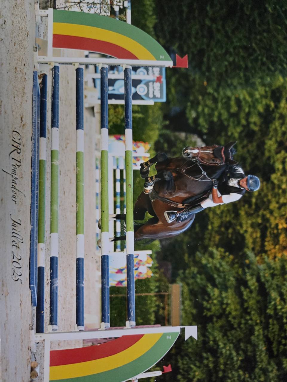 Caballo castrado Silla Franc&eacute;s En venta 2019 Bayo moreno