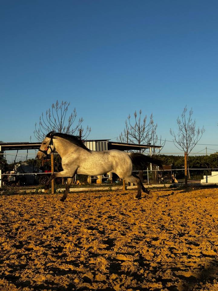 POTRO LUSITANO BAYO 4 AÑOS 