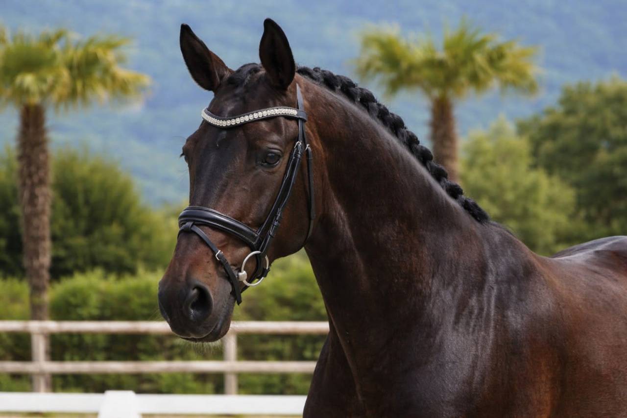 Yegua Lusitano En venta 2019 Bayo moreno