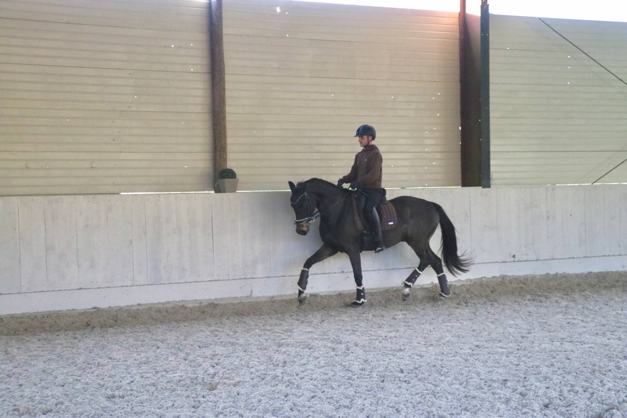 Caballo castrado Oldenburgués En venta 2021 Bayo moreno por Bon Coeur