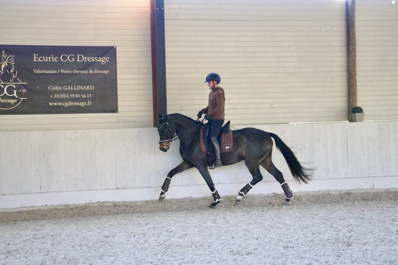 Caballo castrado Oldenburgués En venta 2021 Bayo moreno por Bon Coeur