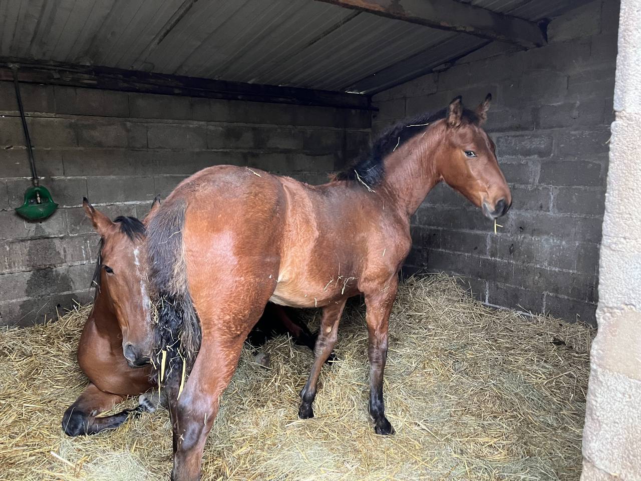 Jinete, Salto - Otro contrato Otro - Calvados Francia
