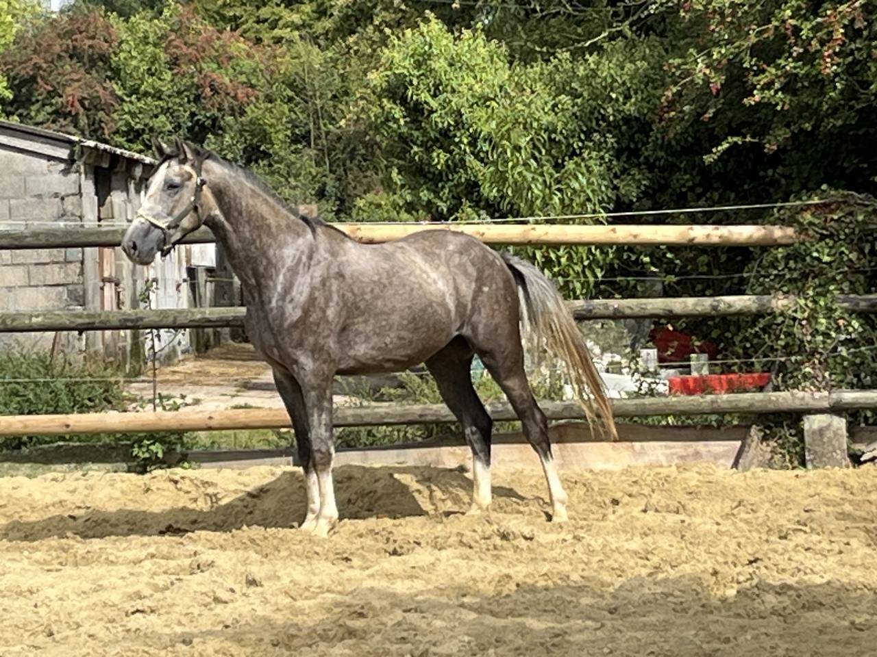 Jinete, Salto - Otro contrato Otro - Calvados Francia