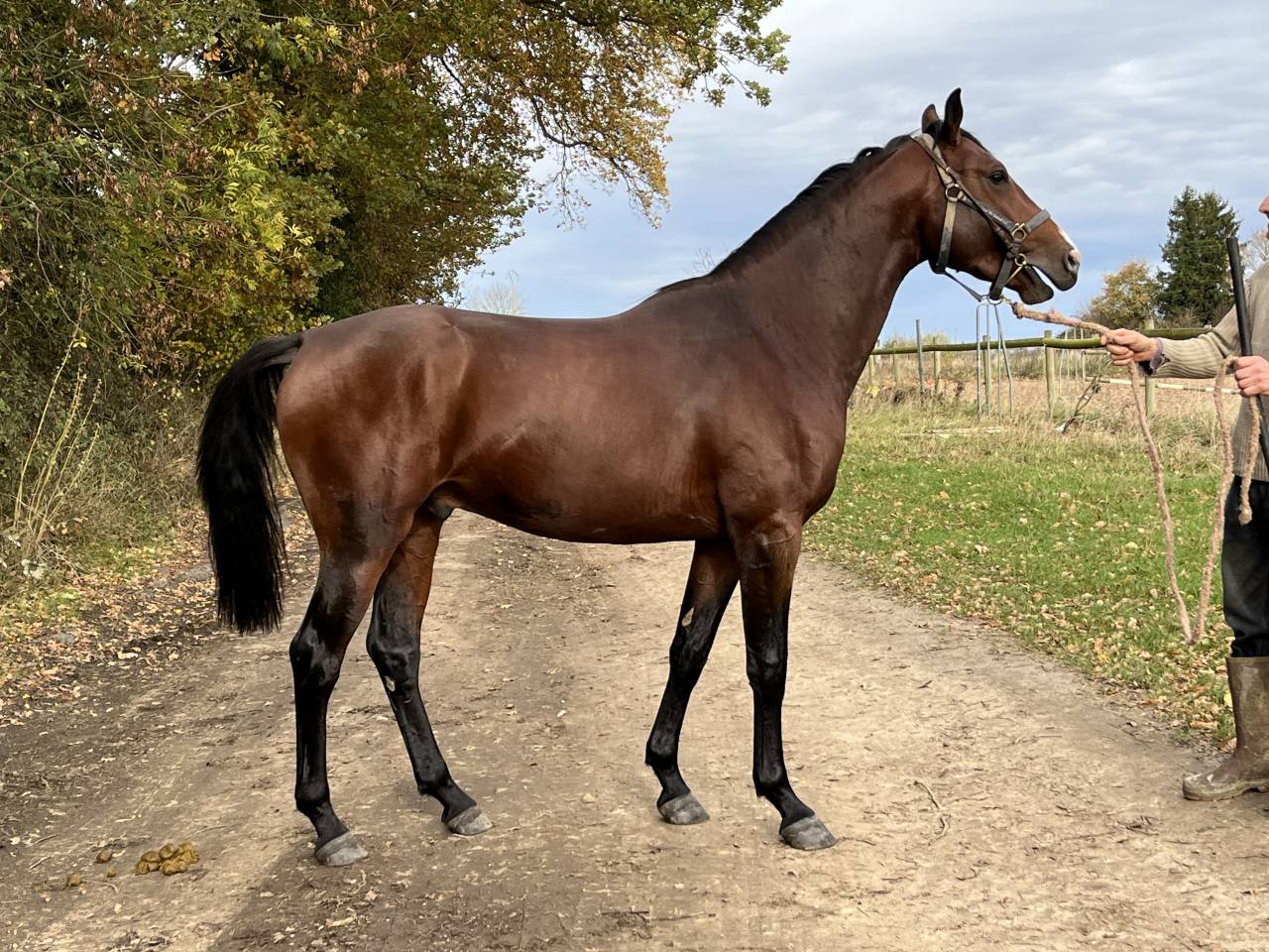 Jinete, Salto - Otro contrato Otro - Calvados Francia