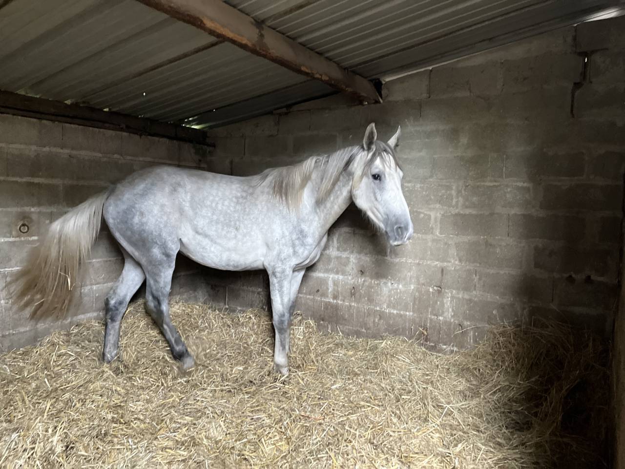 Practicante - Practicante  Medio tiempo - Calvados Francia