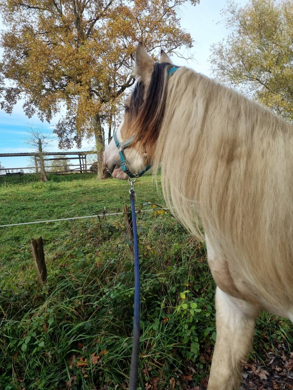 Cairnview Milo  - Cob Irlandés 2022 por Cairnview Forest