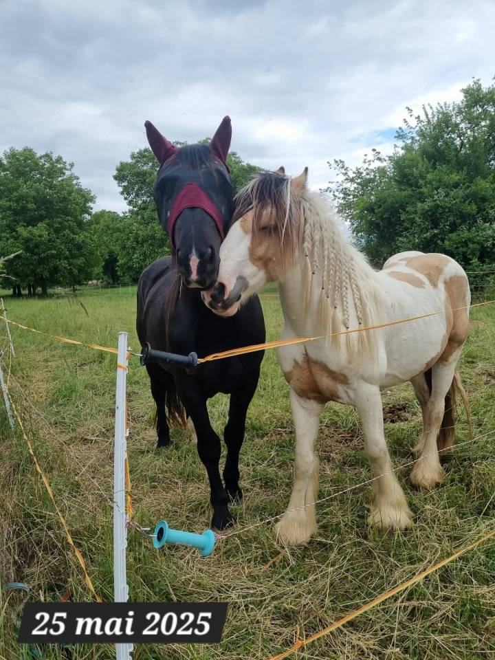 Cairnview Milo  - Cob Irlandés 2022 por Cairnview Forest