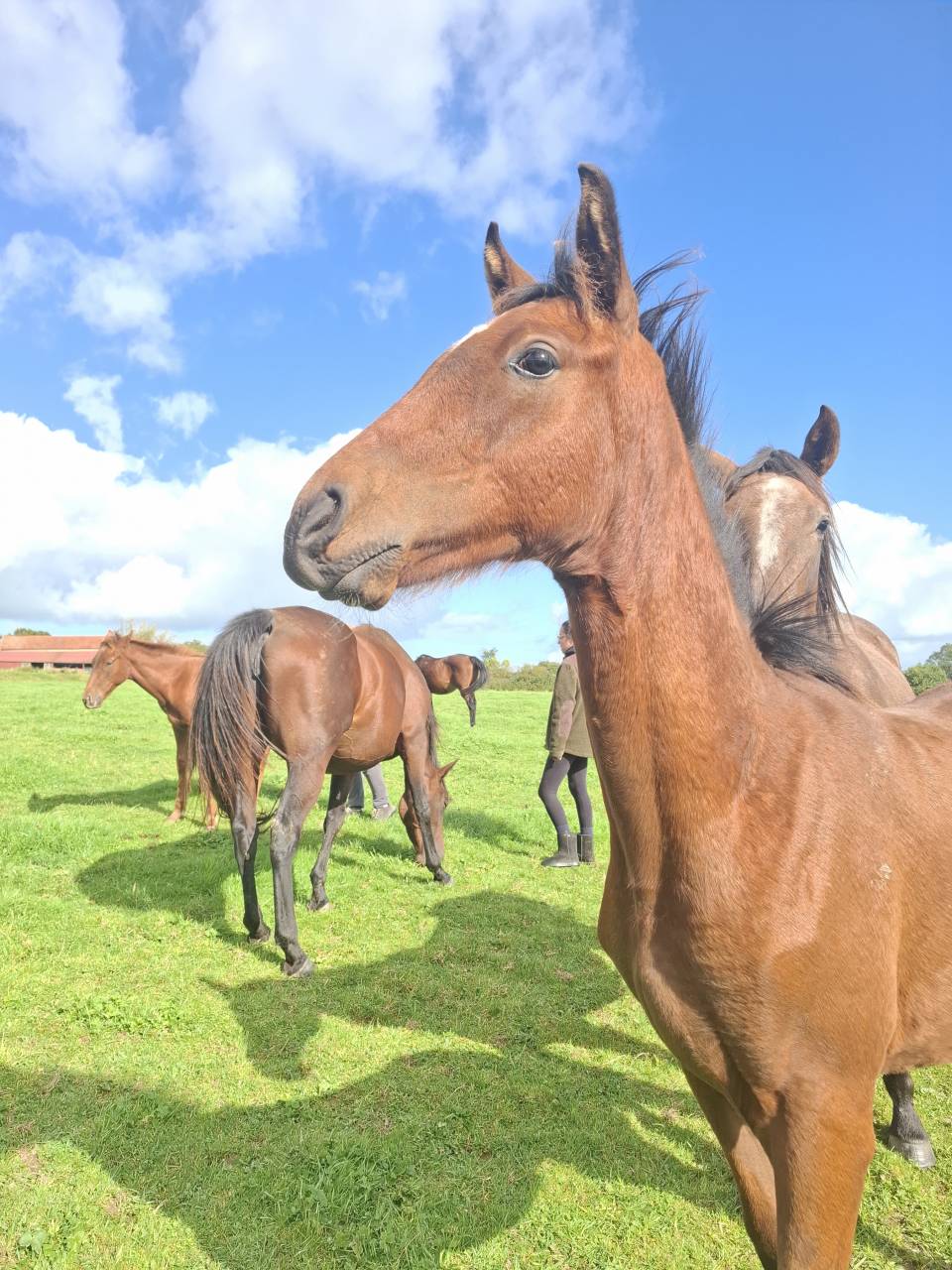 Potro Anglo-Normando En venta 2025 Bayo por laumae de bessay