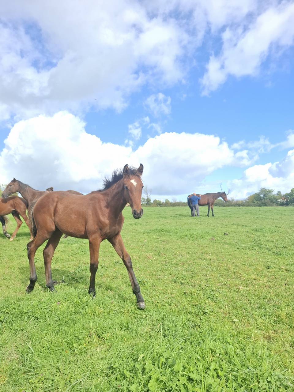 Potro Anglo-Normando En venta 2025 Bayo por laumae de bessay