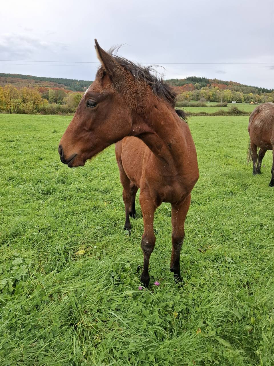 Potro Anglo-Normando En venta 2025 Bayo por laumae de bessay