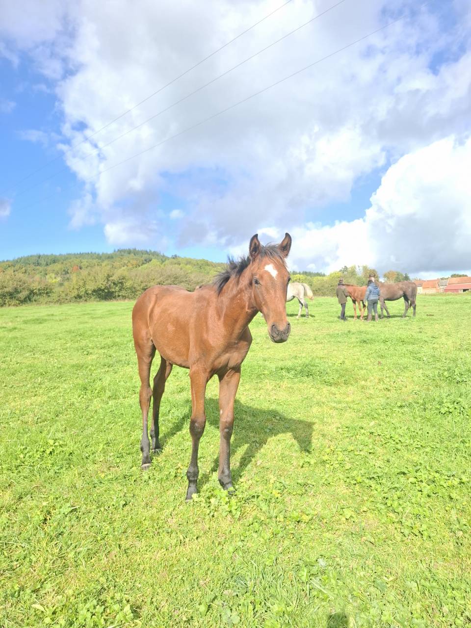 Potro Anglo-Normando En venta 2025 Bayo por laumae de bessay