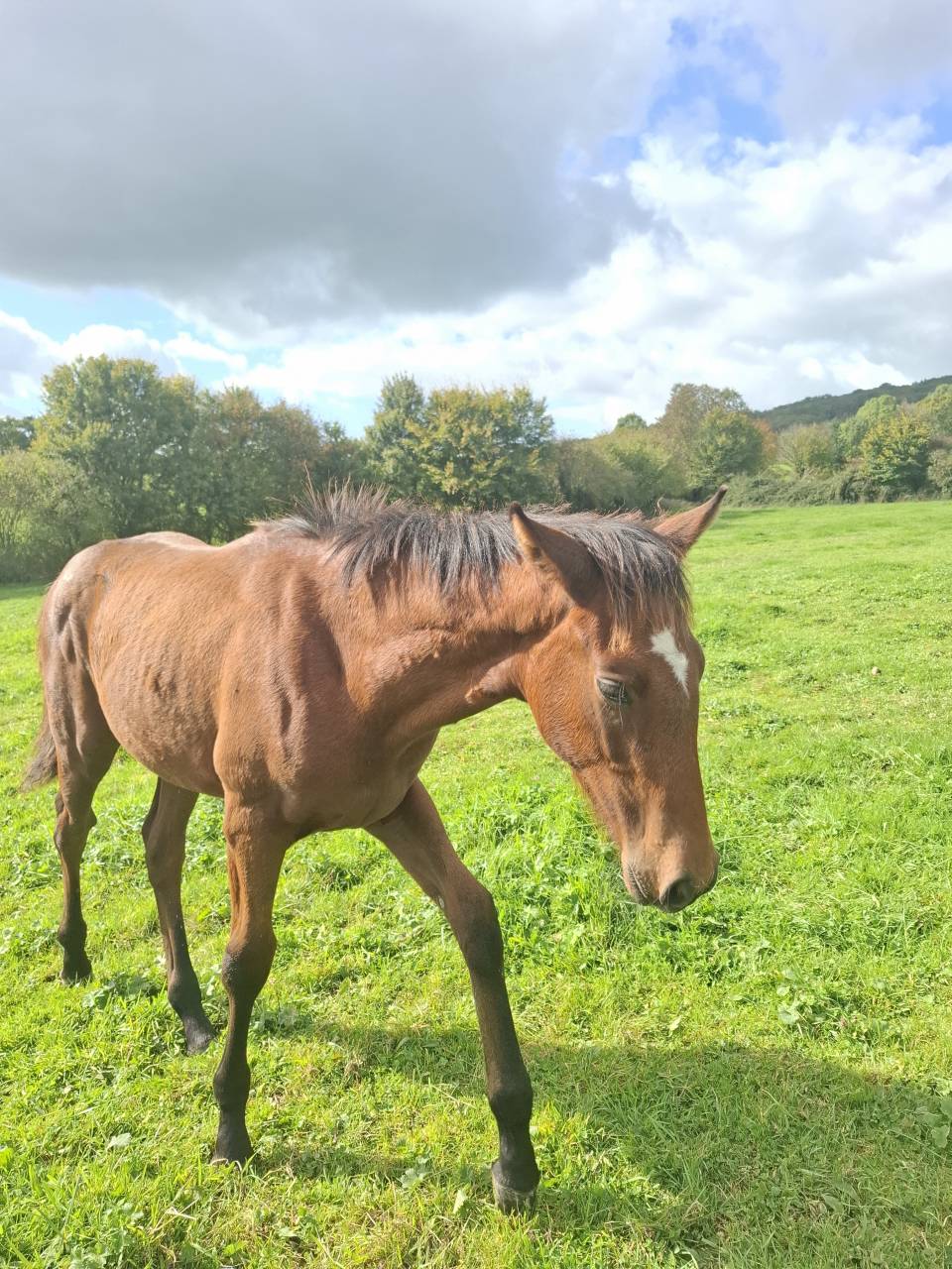 Potro Anglo-Normando En venta 2025 Bayo por laumae de bessay