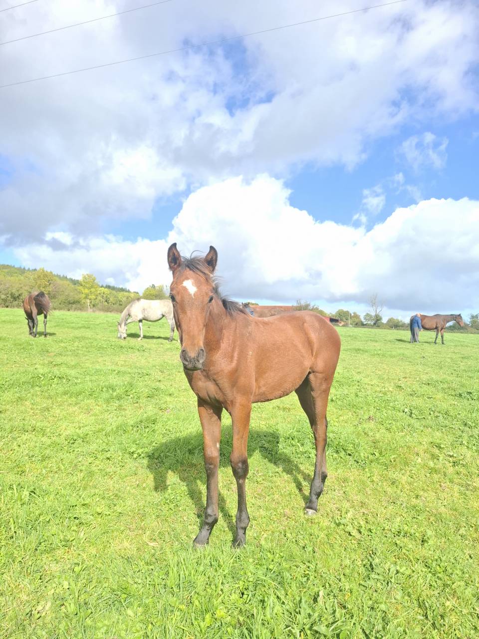 Potro Anglo-Normando En venta 2025 Bayo por laumae de bessay