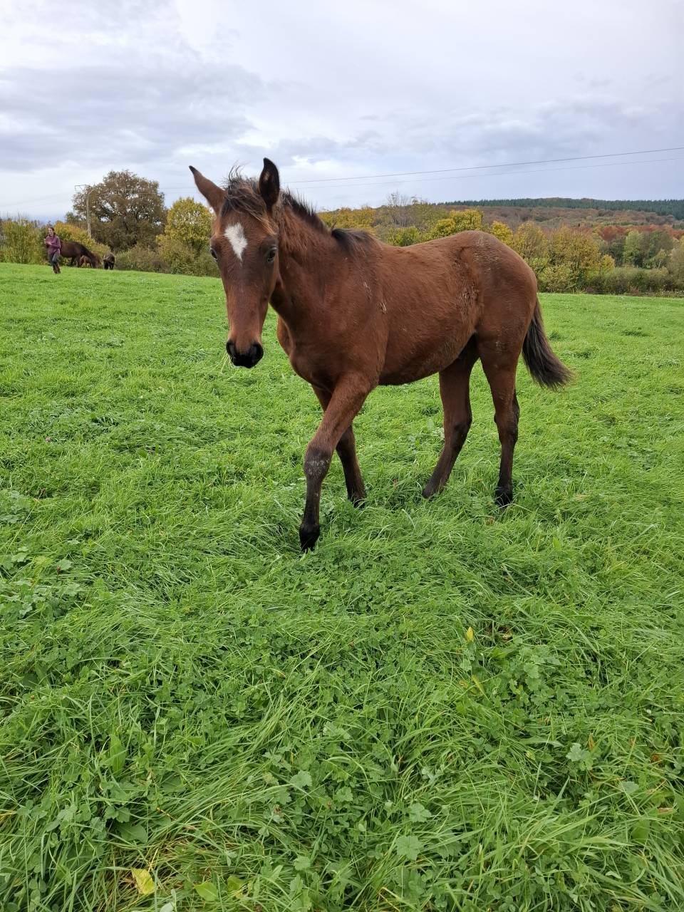 Potro Anglo-Normando En venta 2025 Bayo por laumae de bessay