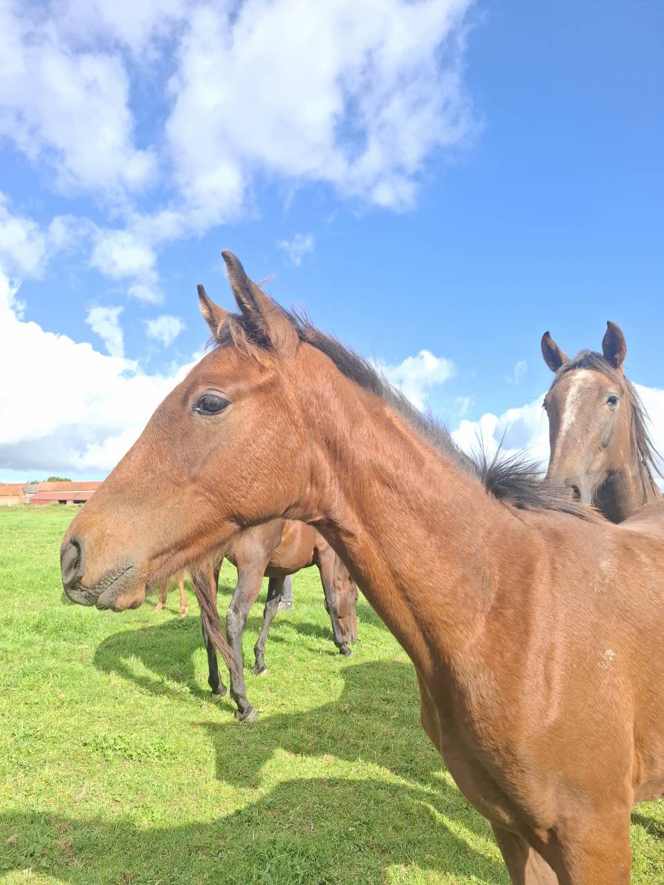 Potro Anglo-Normando En venta 2025 Bayo por laumae de bessay