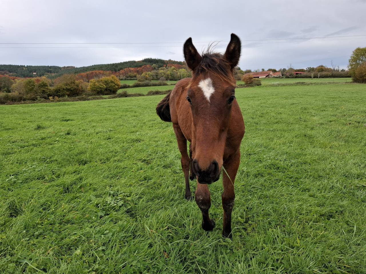 Potro Anglo-Normando En venta 2025 Bayo por laumae de bessay